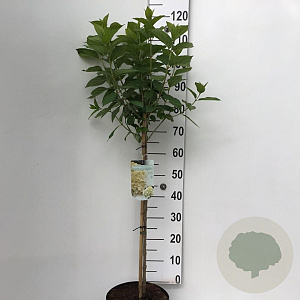 Hydrangea pan. 'Limelight' 60 cm stam 7,5L