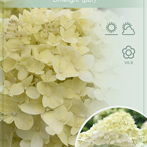 Hydrangea pan. 'Limelight' 70 cm stam 7,5L