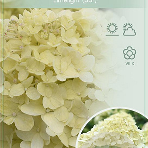 Hydrangea pan. 'Limelight' 80 cm stam 7,5L