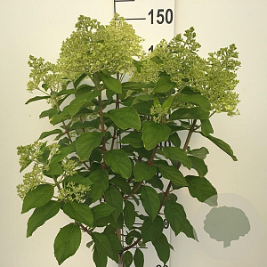 Hydrangea pan. 'Limelight' 80 cm stam 7,5L