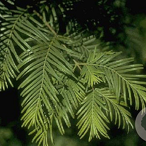 Metasequoia glyptostroboides 12-14 HO container