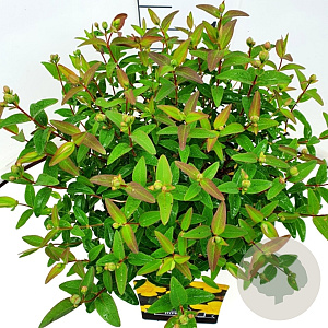 Hypericum 'Hidcote' 30 cm 10L