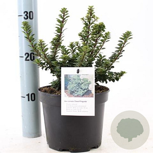 Ilex crenata 'Dwarf Pagoda' 15-20 cm 2,0L