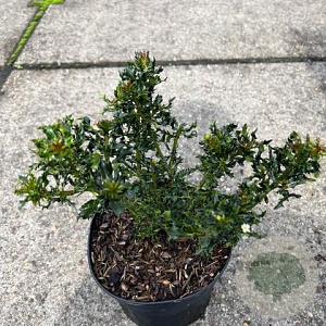 Ilex meserv. 'Horstmann Mini' 15-20 cm 2,0L