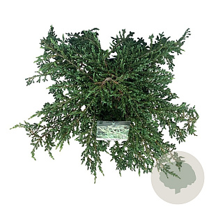 Juniperus communis 'Ristol' 60-80 cm P26