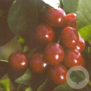 Prunus a. 'Hedelf. Riesenkirsche' halfstam 7,5L
