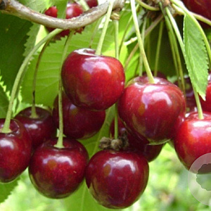 Prunus a. 'Hedelf. Riesenkirsche' halfstam 7,5L