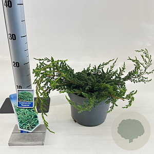 Juniperus comm. 'Repanda' 20-25 cm 3,0L