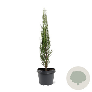 Juniperus s. 'Blue Arrow' 50-60 cm 3,0L