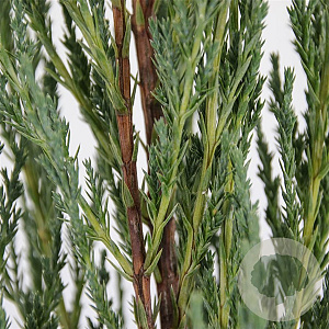 Juniperus s. 'Blue Arrow' 50-60 cm 3,0L