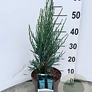 Juniperus s. 'Blue Arrow' 50-60 cm 3,0L