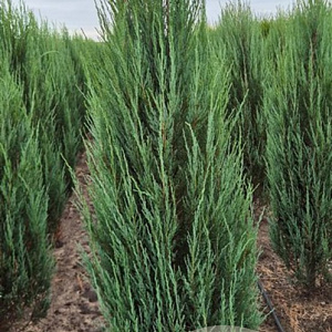 Juniperus s. 'Blue Arrow' 150-175 cm met kluit extra