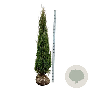 Juniperus s. 'Blue Arrow' 200-225 cm met kluit extra