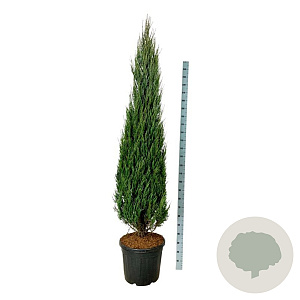 Juniperus s. 'Blue Arrow' 200-225 cm cont. 55L extra
