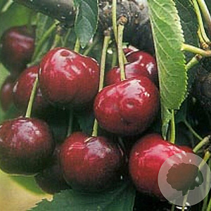 Prunus a. 'Lapins' halfstam 7,5L