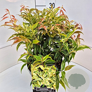 Leucothoe f. 'Rainbow' 30-40 cm 10L