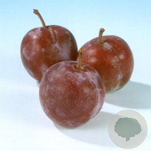 Prunus d. 'Reine Claude d'Althan' halfstam 7,5L