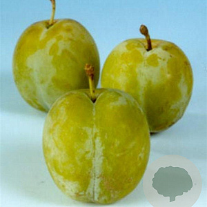 Prunus d. 'Reine Claude d'Oullins' 16-18HA container