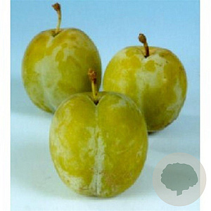 Prunus d. 'Reine Claude d'Oullins' 16-18HA container