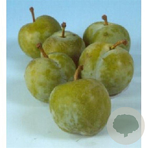 Prunus d. 'Reine Claude Verte' halfstam 7,5L