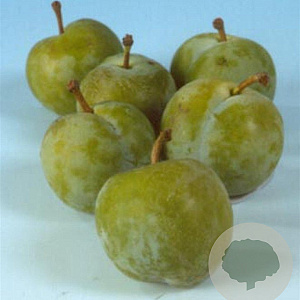 Prunus d. 'Reine Claude Verte' halfstam 7,5L