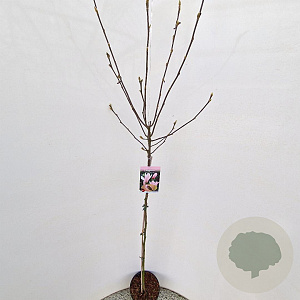 Magnolia 'George Henry Kern' 100 cm stam 5,0L