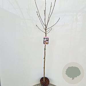 Magnolia 'George Henry Kern' 100 cm stam 5,0L