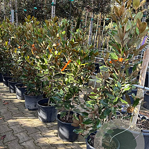 Magnolia grand. 'Little Gem' 120-140 cm 15L
