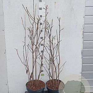 Magnolia l. 'Nigra' 60-80 cm 7,5L vertakt
