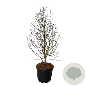 Magnolia loebneri 'Mag's Pirouette' 125-150 cm cont. 55L extra