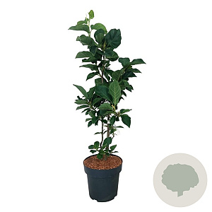 Magnolia soul. 'Cameo' 80-100 cm 15L