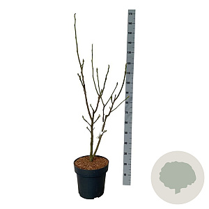 Magnolia soul. 'Cameo' 80-100 cm 15L