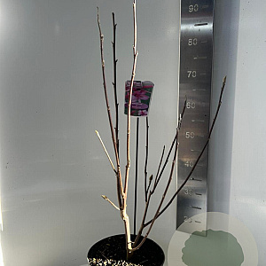 Magnolia Starburst 60-70 cm 