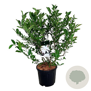 Magnolia stellata 80-100 cm 15L