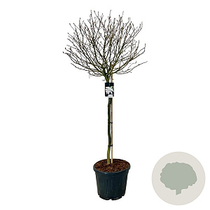 Magnolia stellata 120 cm stam cont. 55L extra