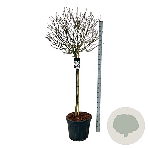 Magnolia stellata 120 cm stam cont. 55L extra