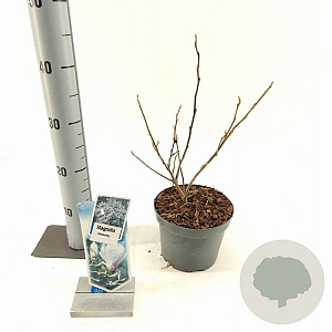 Magnolia st. 'Waterlily' 30-40 cm 2,0L