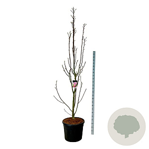 Magnolia Watermelon 250-300 cm cont. 90L extra