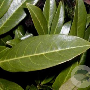 Prunus l. 'Caucasica' 20-25 HO container