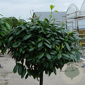 Prunus l. 'Caucasica' 20-25 HO container