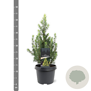 Picea gl. 'Daisy's White' 30-40 cm 3,0L