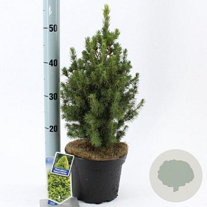 Picea gl. 'Daisy's White' 30-40 cm 3,0L