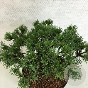 Pinus mugo 'Corley's Mat' 25-30 cm 7,5L
