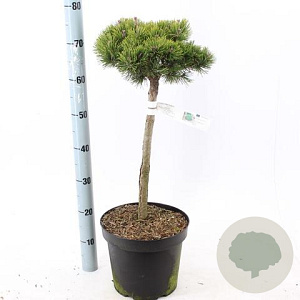 Pinus mugo 'Lilliput' 60 cm stam 7,5L