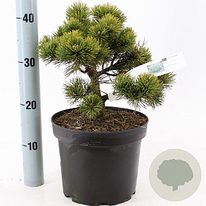 Pinus mugo 'March' 25-30 cm 5,0L