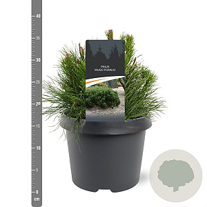 Pinus mugo pumilio 20-25 cm 3,0L