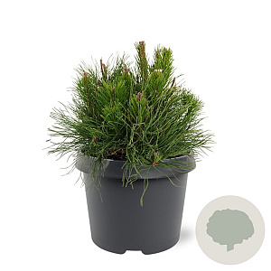 Pinus mugo pumilio 20-25 cm 3,0L