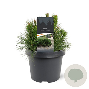 Pinus mugo pumilio 20-25 cm 3,0L