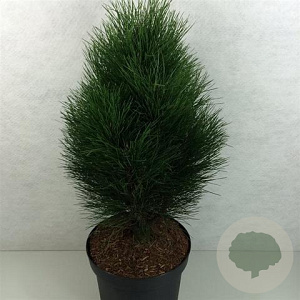 Pinus nigra 'Green Tower' 50-60 cm 10L