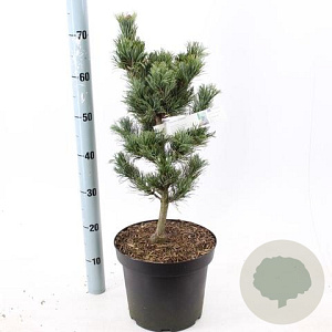 Pinus parv. 'Bergman' 40-50 cm 7,5L